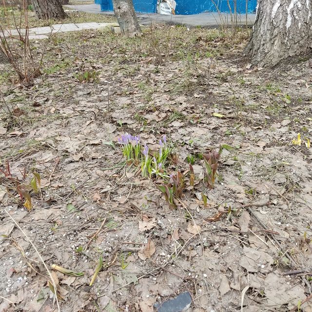oleninaaleksandra в LOOKY. . Весна пришла. Первые...