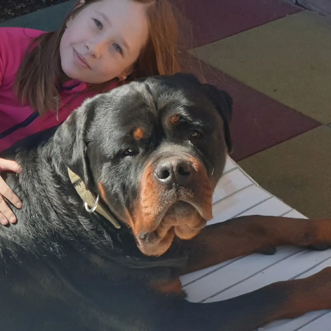 vorontsovlife26 in LOOKY. #rottweiler,#дети. #rottweiler и #дети