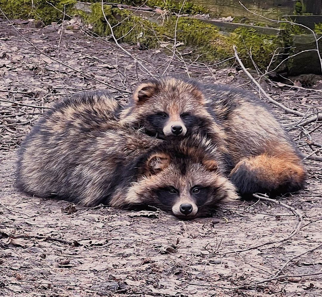 myfoxfamily in LOOKY. #дсс_лисы. Чилят :)

#дашаистос...