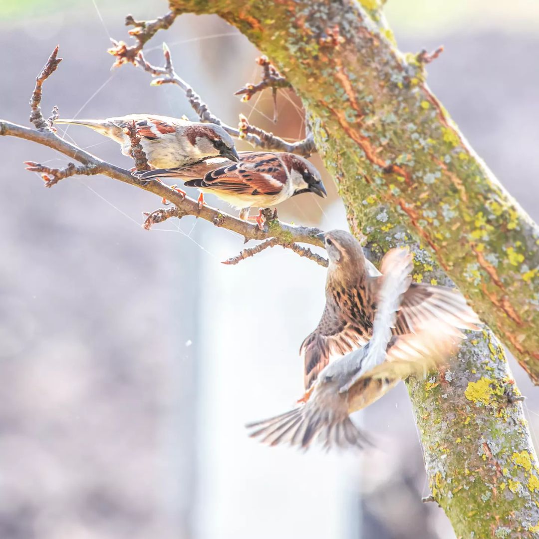 katrinantares в LOOKY — Птичьи разборки) / Birdies
Krasnodar region, Russia 

#insta