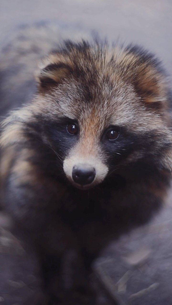 myfoxfamily in LOOKY. . Любите еноток? — Мож...