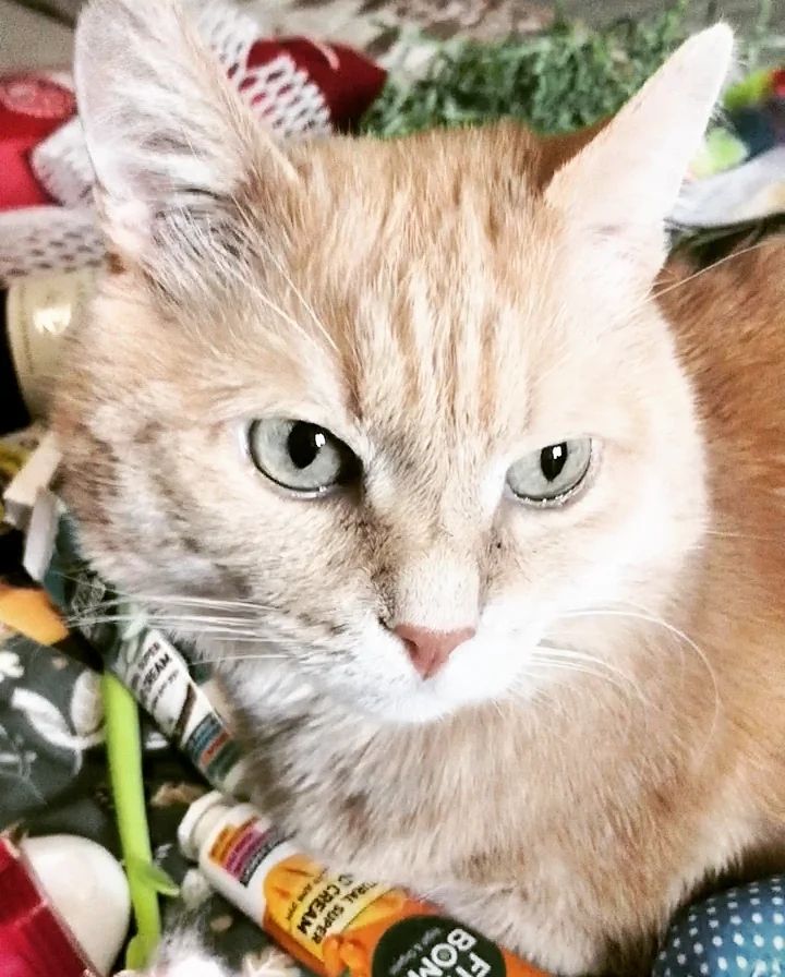 cat__redcat в LOOKY — фото 3