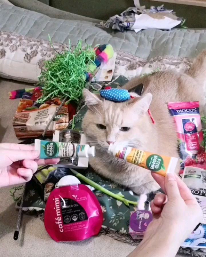 cat__redcat в LOOKY. #распакуй,#рыжийкот,#инстакот,#безкотажизньнета,#безкотаскукота,#котизм,#мойкот,#котозависимость,#мойлюбимыйкот,#котоблог,#котовасия,#котейка,#котэ,#котик,#котики,#люблюкотиков,#котикинаркотики,#хаха,#кошкиправятмиром,#котикитакиекотики. 🔊🎵 
Ну фто... Прод...