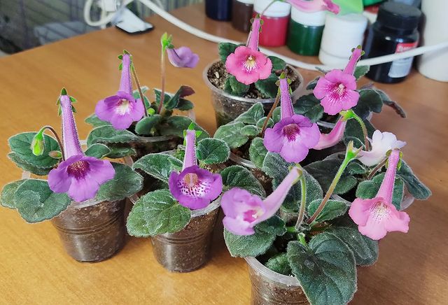 korshun_plants в LOOKY. . Наверное моя любимая...