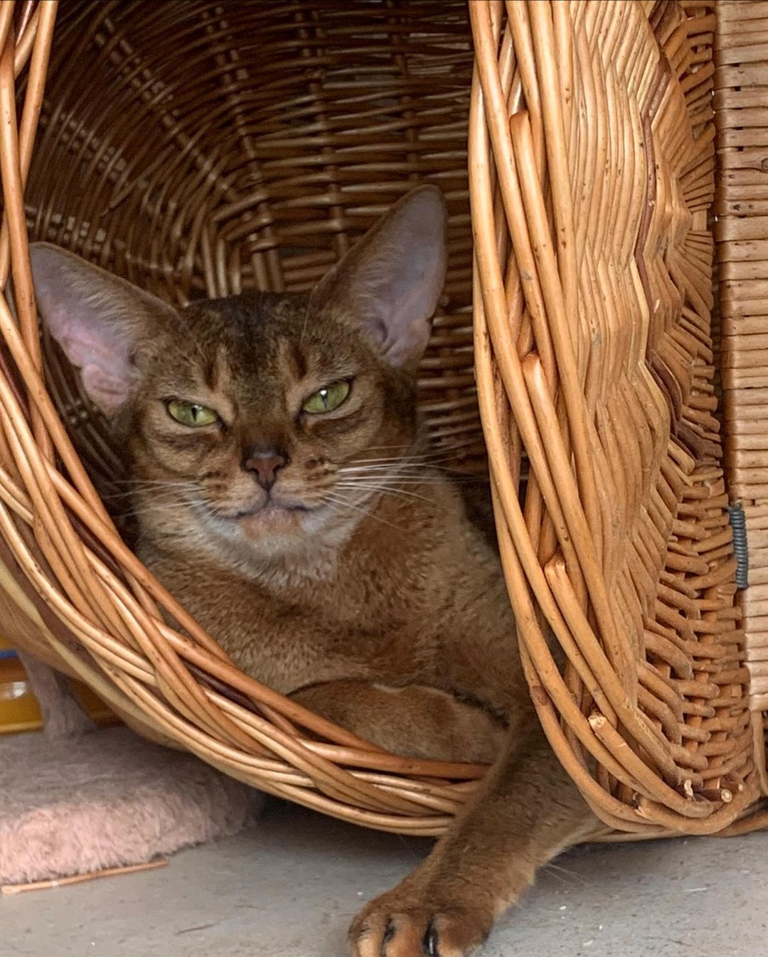 leo_minor_aby_cattery_cfa в LOOKY — фото 2