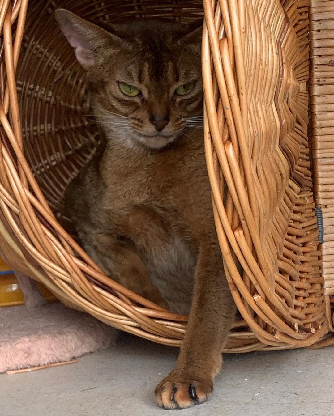 leo_minor_aby_cattery_cfa в LOOKY — фото 3