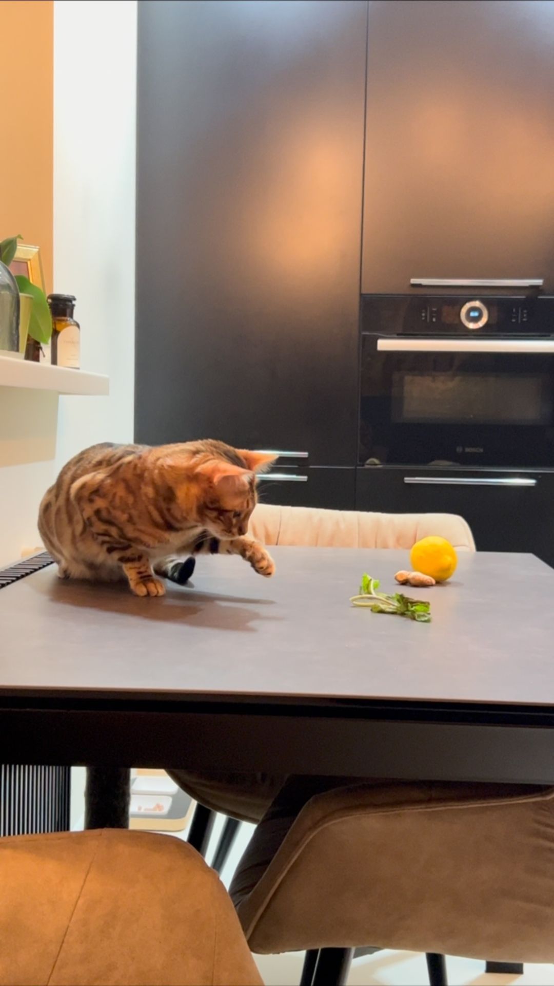 hunter.bengalcat в LOOKY. #бенгал,#bengal,#bengalcat,#бенгальскийкот,#бенгальскийкотенок,#кот,#cat,#котенок,#hunter,#хантер,#khan,#хан,#honey,#хани. 🍃

#бенгал
#bengal
...
