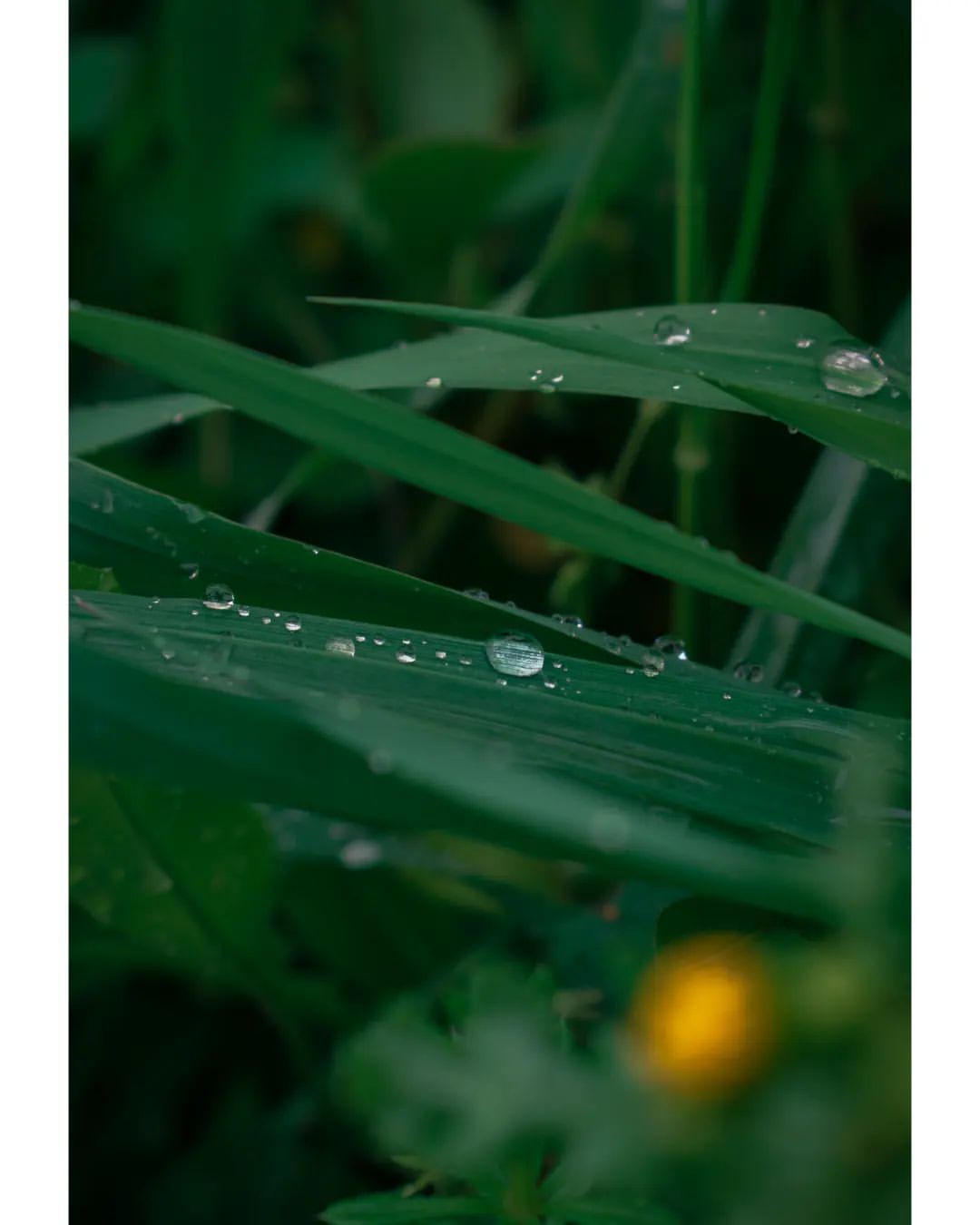 .
.
.
.
.
#travelphotography #photography #naturephotography #foodphotography #landscapephotography #weddingphotography #canonphotography #photographylovers #filmphotography #mobilephotography #fashionphotography #wildlifephotography #architecturephotography #nightphotography #macrophotography #urbanphotography #dogphotography #bnwphotography #analogphotography #photographyislife #photographyeveryday #photographylover #sunsetphotography #newbornphotography #toyphotography #photographysouls #flowerphotography #indianphotography #familyphotography
