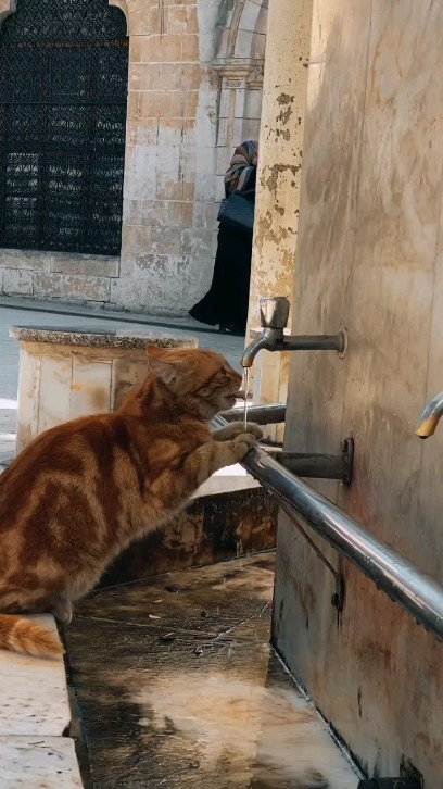 proislama.sunna в LOOKY. #kedi,#kedivideoları,#cats,#islam,#hayırlıcumalar,#inşirahsuresi,#inşirah,#cuma,#uae,#uae🇦🇪,#uaelife,#arab,#arabic,#araba,#arabian,#arabia,#arabiccalligraphy,#arabica. “Şüphesiz ki rızkı v...