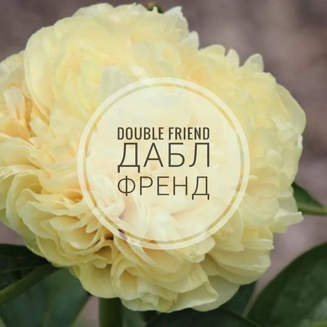 pion_volgograd в LOOKY. . 🌸Double Friend (Даб...