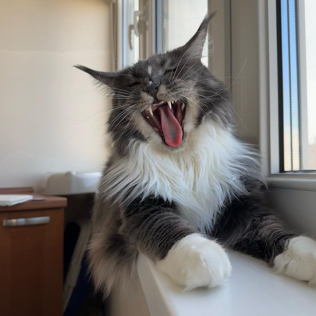 nika.maine_coon в LOOKY — фото 2