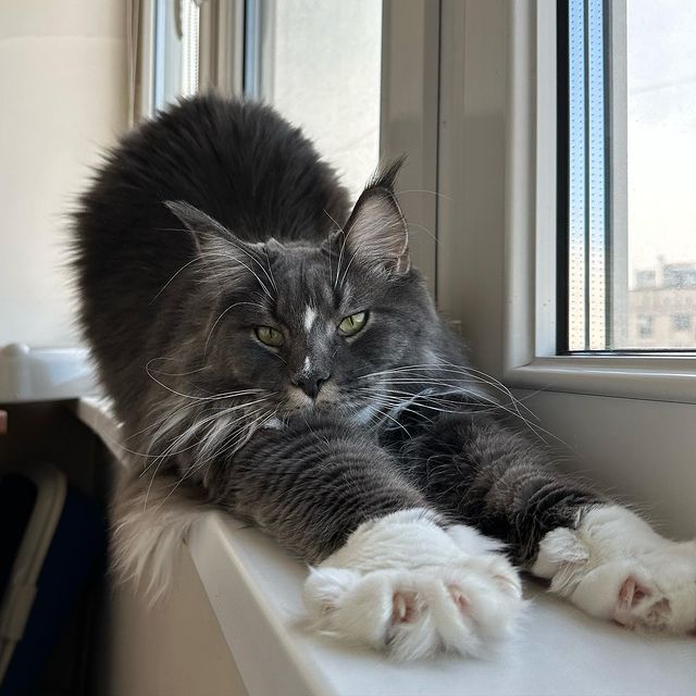 nika.maine_coon в LOOKY. #cat,#cats,#mainecoonlovers,#catlover,#catlovers,#katze,#picoftheday,#catsofinstagram,#catstagram,#catporn,#catoftheday,#貓,#猫,#gatto,#قط,#gato,#catlove,#mainecooncats,#happycat,#pet,#yourcatphoto,#pet,#pleasantcats,#myselfmadephotos,#catladytribe,#🐱,#maanocats,#catplay,#catplaying,#photography. Утренняя гимнастка и...
