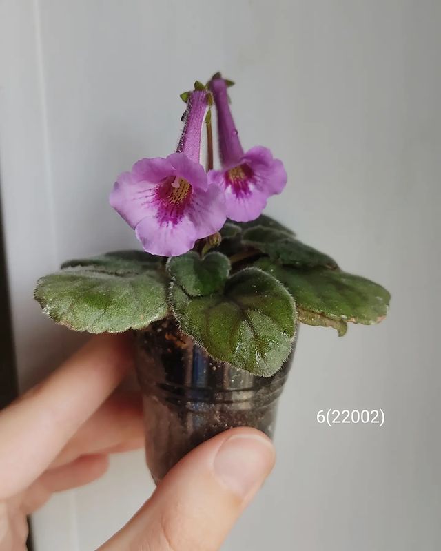 korshun_plants в LOOKY. . Радуют любимые колок...