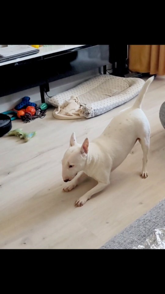 zubareva.marish в LOOKY. #bullterrier,#minibullterrier,#bullterriereva,#englishbullterrier,#funnydogs. #bullterrier #minibu...