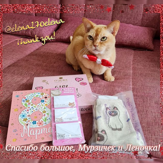 keks.tanya в LOOKY. #gatti#gattirossi#keksburma#burmesered#burmesecat#burma#catsofinstagram#catslovers#кексбурма#краснаябурма#рыжийкот#бурманскаякошка#любимыйкотик#подаркиотдрузей#друзья#инстакот#котблогер#. Сегодня хочется побл...