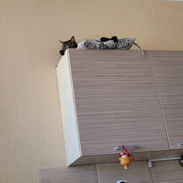 vitaly_pronin в LOOKY. . Кот на чиле