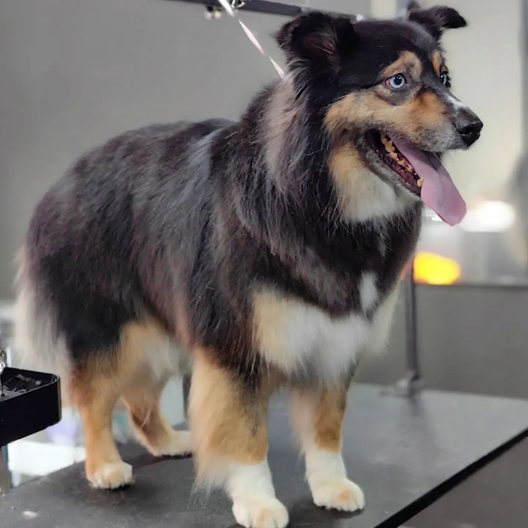 ourgroomingsalon в LOOKY — фото 2
