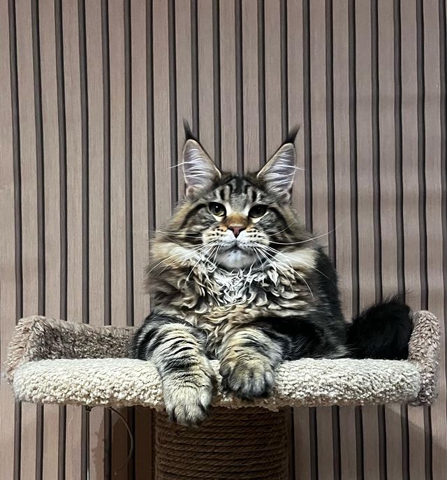 blackmaxhouse в LOOKY. #maincoon,#maincoonstagram,#maincooncat,#maincoonlovers,#maincoonkitten,#maincooncats,#maincoons,#мейнкун,#мейнкункотята,#мейнкуны,#мейнкунмосква,#мейнкунырулят,#мейнкунпитомник. Очень мощный парень ...