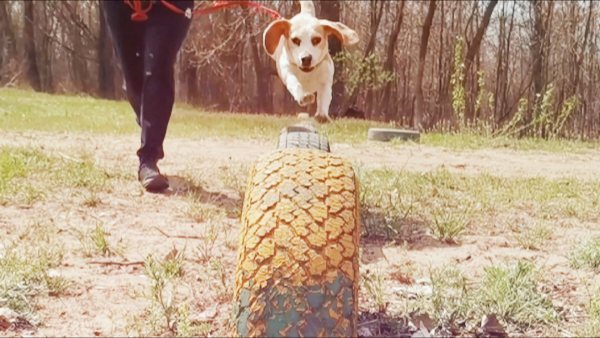 boni_beagle_askennel в LOOKY. . null