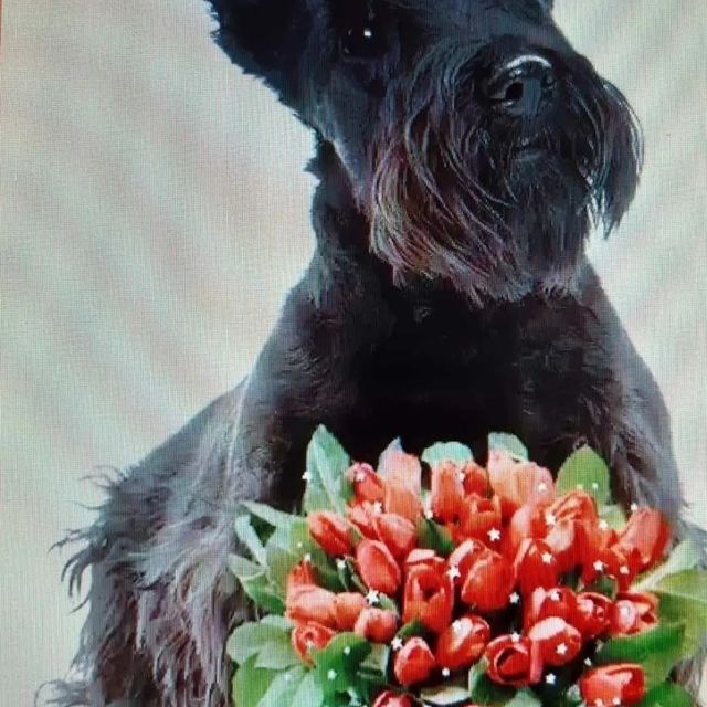 scotti.ru_lav в LOOKY. . С праздником наши по...