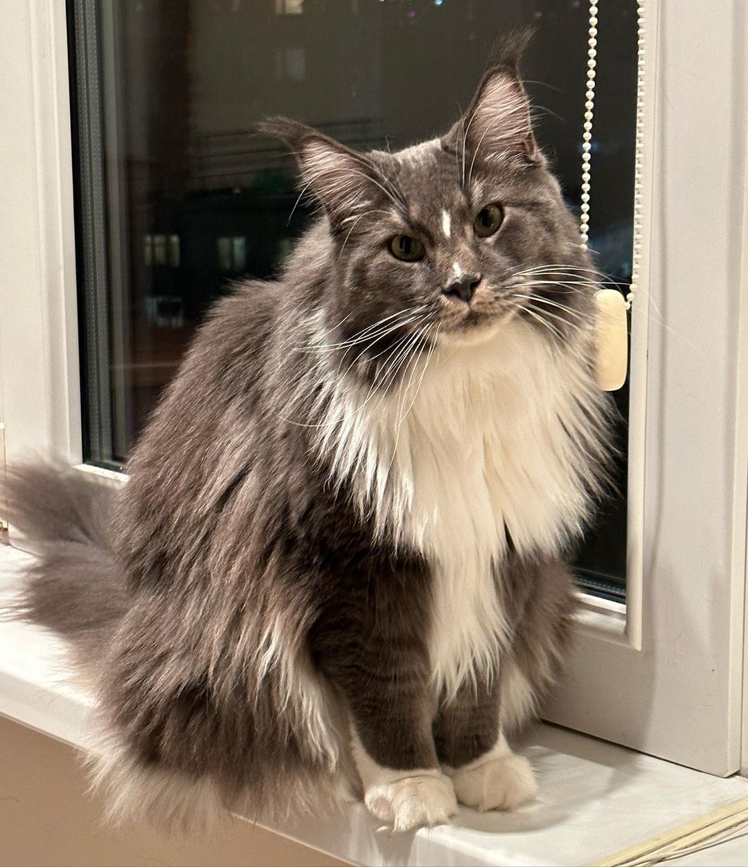 nika.maine_coon в LOOKY — фото 2