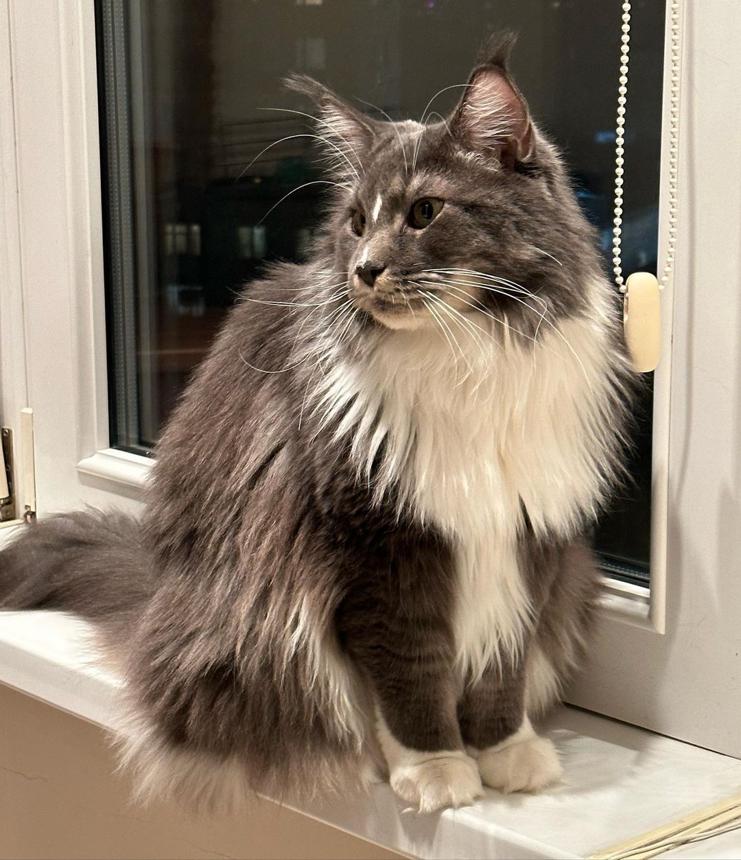 nika.maine_coon в LOOKY — фото 3