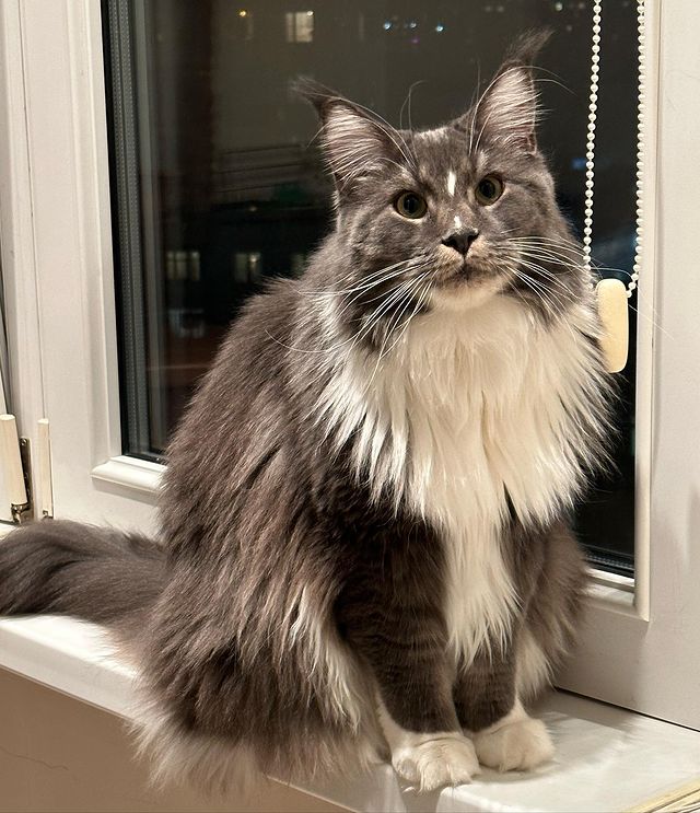 nika.maine_coon в LOOKY. #cat,#cats,#mainecoonlovers,#catlover,#catlovers,#katze,#picoftheday,#catsofinstagram,#catstagram,#catporn,#catoftheday,#貓,#猫,#gatto,#قط,#gato,#catlove,#mainecooncats,#happycat,#pet,#yourcatphoto,#pet,#pleasantcats,#myselfmadephotos,#catladytribe,#🐱,#maanocats,#catplay,#catplaying,#photooftheday. Вечерний променад на...