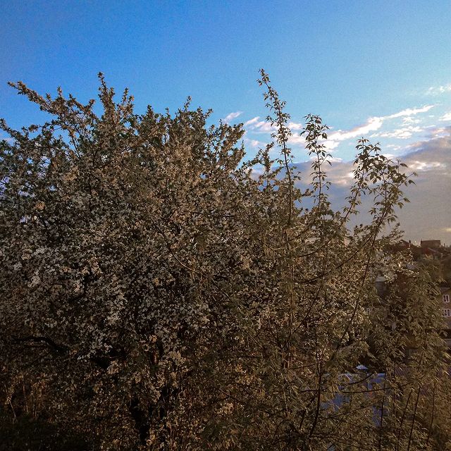 offarno в LOOKY. . null