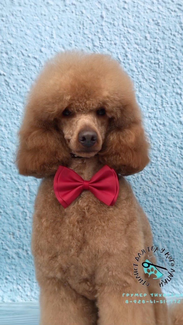 groomer.tih_bezam в LOOKY. #лайктайм💎💎💎,#грумертихорецк,#стрижкасобактихорецк,#студиязверскойкрасотытихорецк,#грумингтихорецк,#likes,#likesforlikes,#likebackteam,#likesreturned,#liker,#liketeam,#likeback,#like4likes,#like4tags,#likebackalways,#instalike,#instalikes,#likeall,#liking,#likealways,#liked,#likesfortags. Только посмотрите ка...