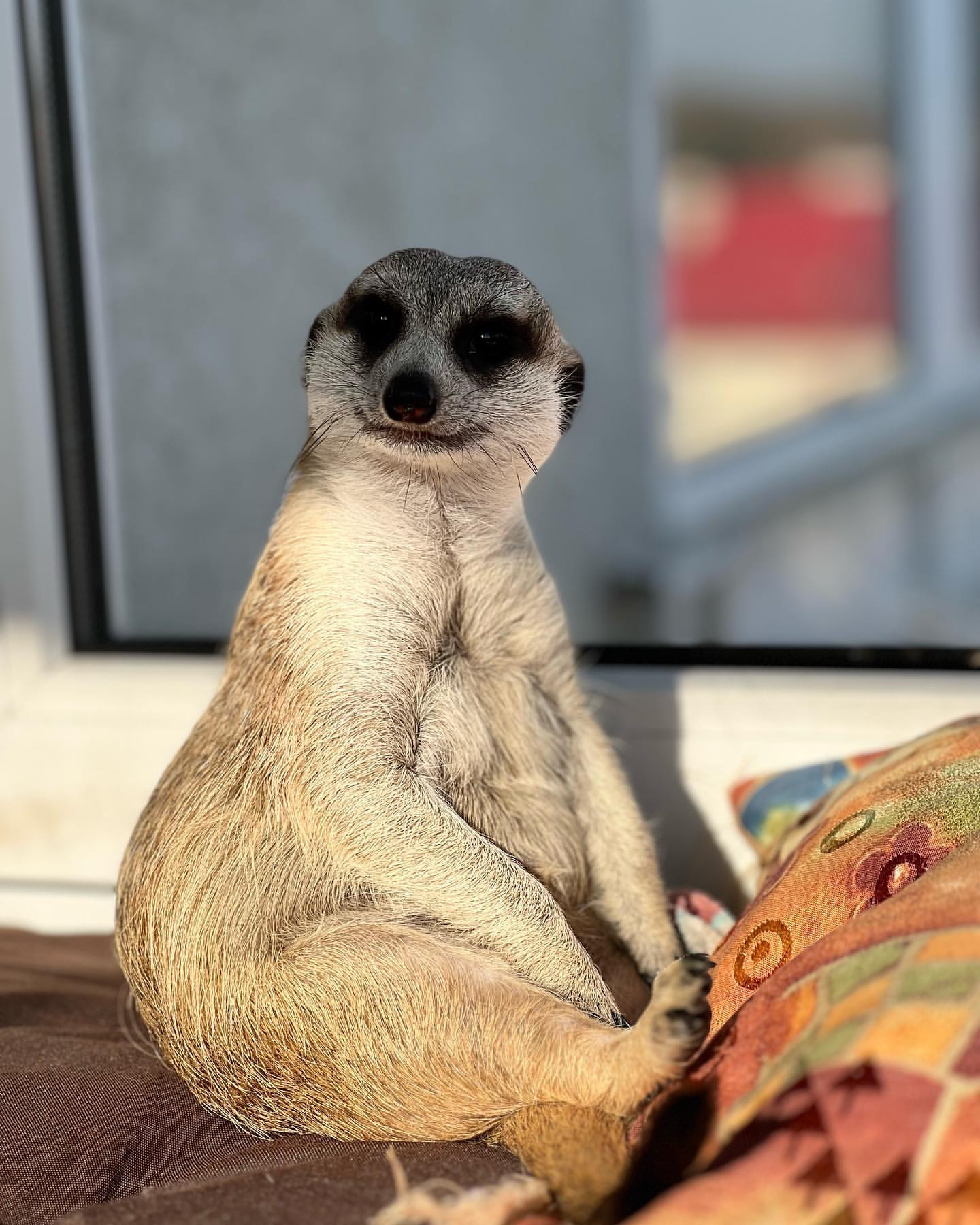 volodko_singer in LOOKY. #suricata,#suricate,#suricato,#suricatasuricatta. После долгой прогулк...