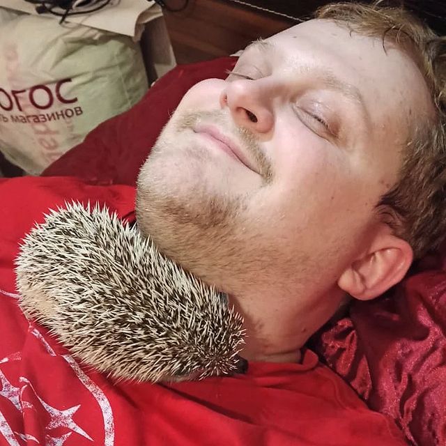 7calamus7 в LOOKY. #hedgehog,#pets,#cute,#animal,#animals,#animallover,#beautiful,#nature,#naturelover,#naturelovers,#natureshots,#photooftheday,#еж,#ёжики,#йожики,#forest,#forestphotography,#nature,#naturephotography,#forestlovers,#hedgehogsofinstagram,#home,#weekend,#igel. Отдыхаем.
#hedgehog ...