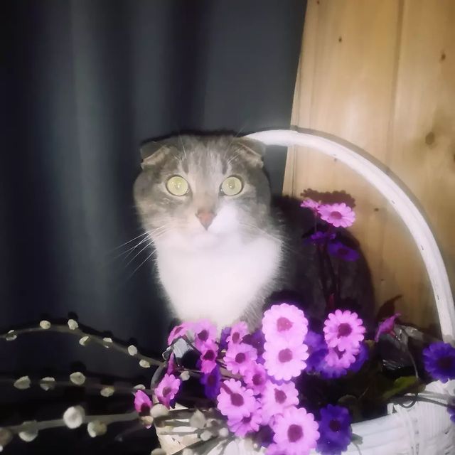 funtick_kot в LOOKY. #кот,#котики,#котик,#котя,#вербноевоскресенье,#cat,#cats_of_world,#cats_of_the_world,#catoftheday,#catofinstagram,#photooftheday. Друзья мои, поздравл...