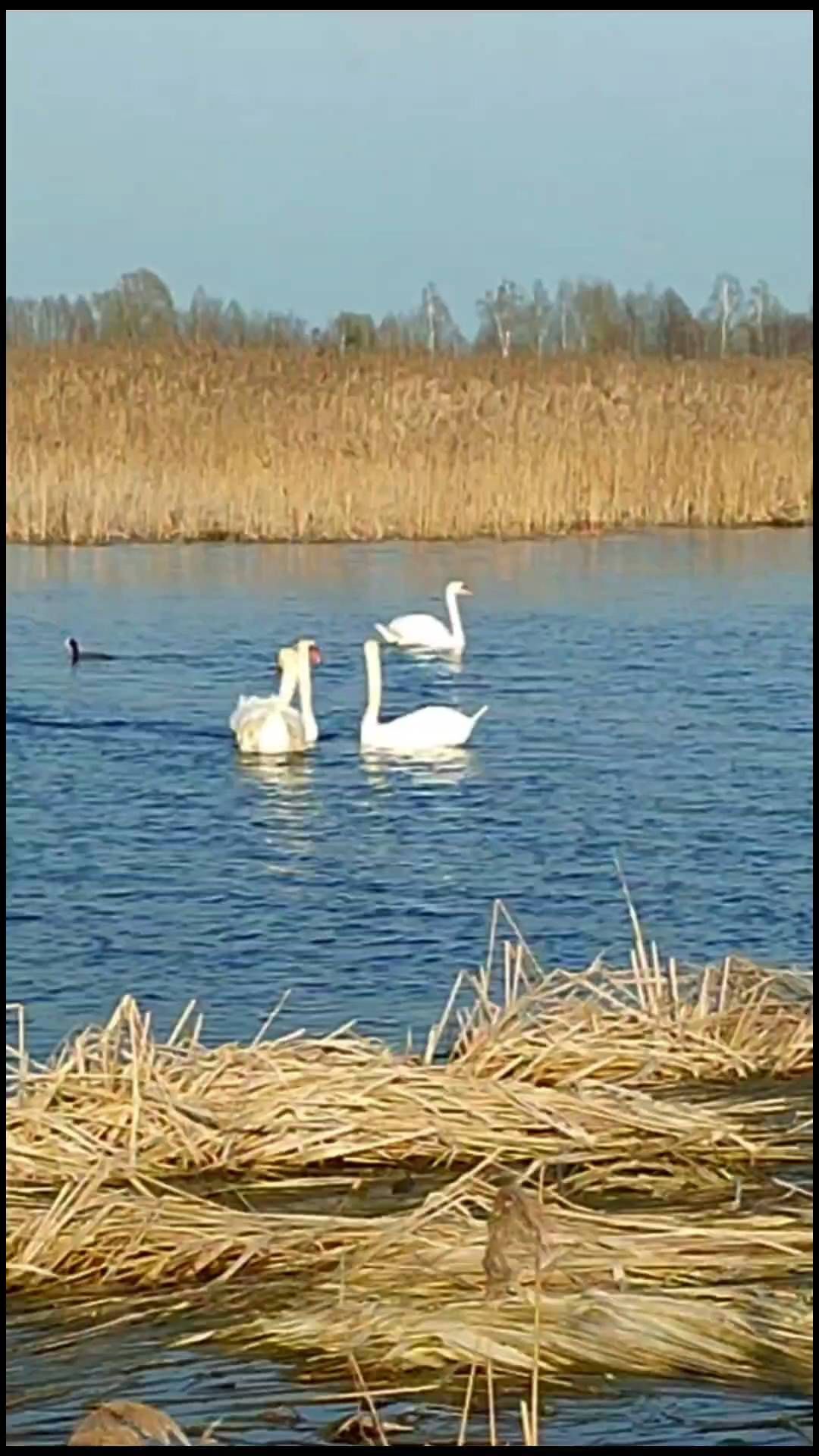 valsoraY yaneshakuL в LOOKY. #лебеди,#рилс,#весна,#веснапришла,#swan,#swans,#spring. Лебеди прилетели!!! ...