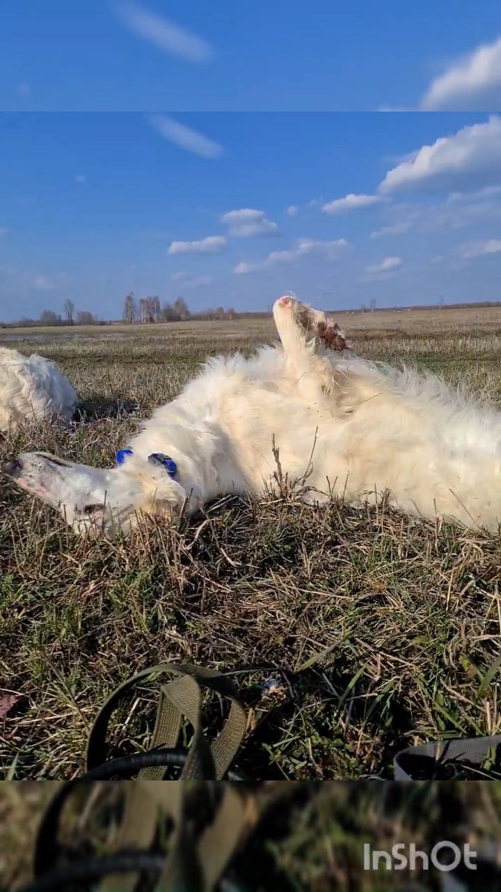 panteravet в LOOKY. . ❗Видео для тех,кто е...