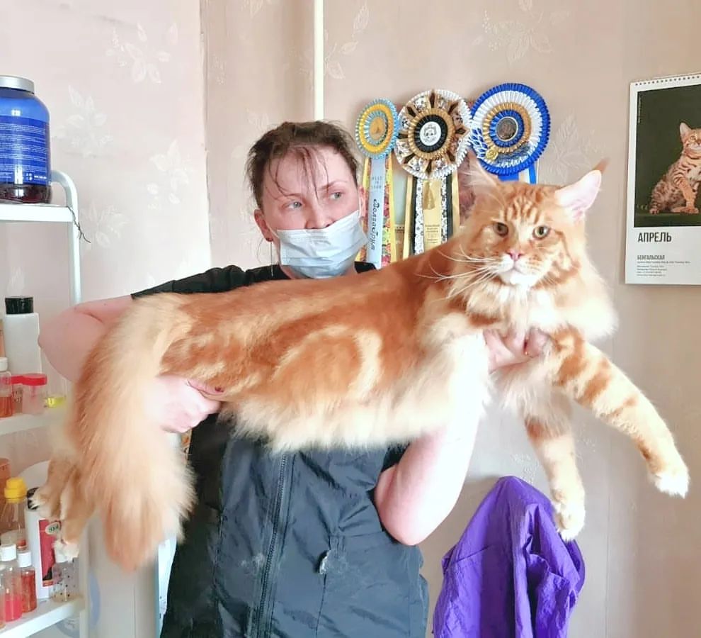 mycatgrooming in LOOKY. #кошачийгрумер,#грумингкошек,#МоёКошачьеДело,#грумерходякова,#грумингкошекмосква,#грумеркошекмосква,#мейнкун,#catgroomer,#catgrooming,#mycatgrooming,#mainecoongrooming,#catbeauty,#catbath,#coatcare,#mainecoon,#mainecoonlovers,#shmm,#shmmcatcosmetic. Если я буду есть гор...