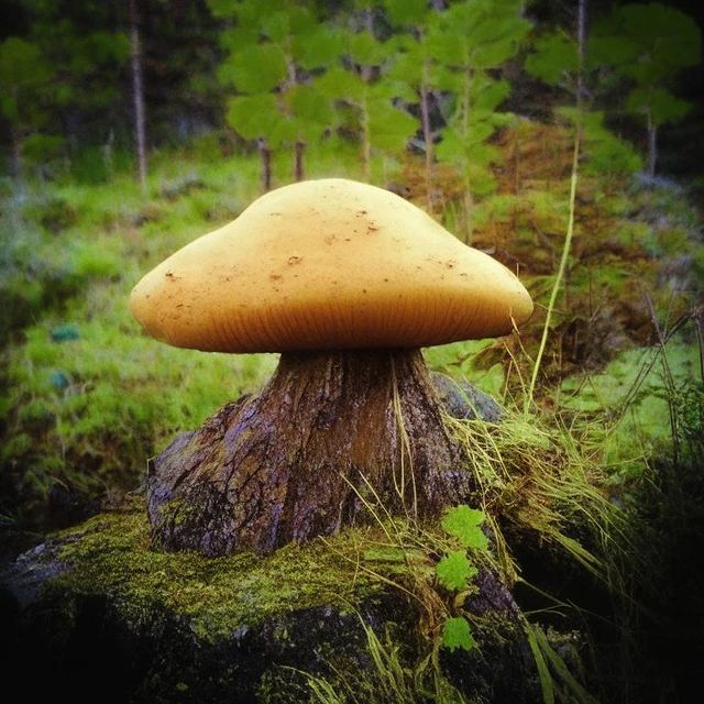 borovik.by в LOOKY. . null