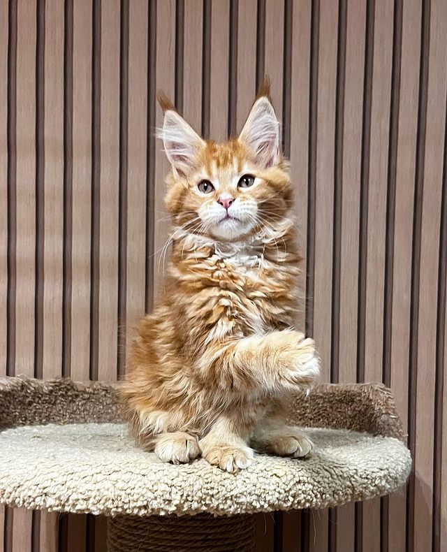 blackmaxhouse в LOOKY. #maincoonsofinstagram,#maincoon,#maincoonstagram,#maincooncat,#maincoonlovers,#maincoonkitten,#maincooncats,#maincoons,#мейнкун,#мейнкункотята,#мейнкунмосква,#мейнкунырулят,#рыжаякошка. Рыжая красавица Фант...