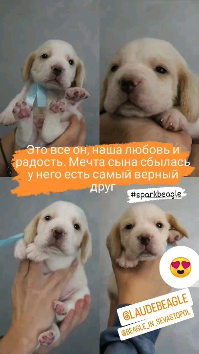 buklya_toys в LOOKY. #бигль,#beagle,#собака,#бигльэтосчастье,#dog,#beagleworld,#бигльразрушитель,#beaglelove,#бигльщенок,#beaglelife,#beaglemania,#собаки,#щенок,#собакадругчеловека,#beagles,#puppy. 🥳🎂Полгода плюшке С...