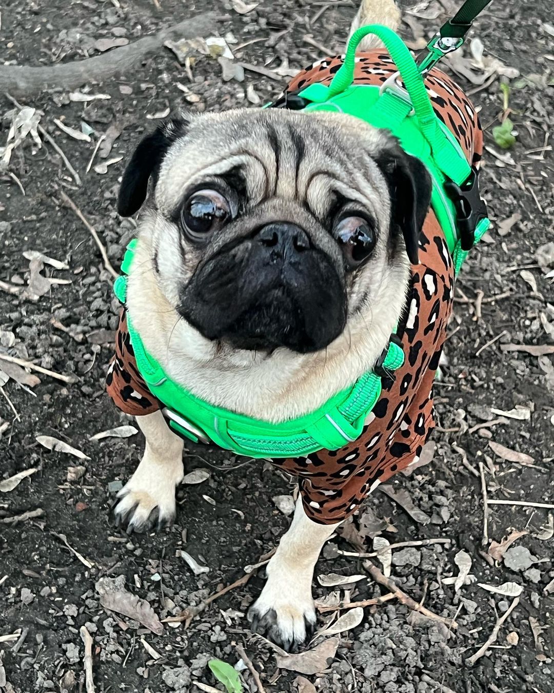 alethepug в LOOKY — фото 1