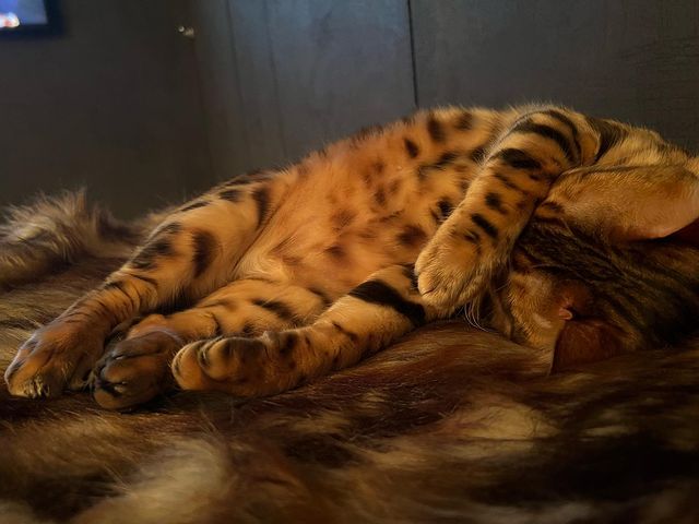 hunter.bengalcat в LOOKY. #бенгал,#bengal,#bengalcat,#бенгальскийкот,#бенгальскийкотенок,#кот,#cat,#котенок,#hunter,#хантер,#khan,#хан,#honey,#хани. GN 💤

#бенгал
#beng...