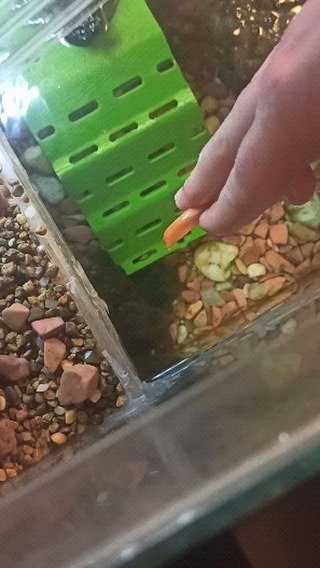 7calamus7 в LOOKY. #pets,#crab,#aquariums,#радужныйкраб,#hobby,#photooftheday,#saturday,#holiday,#weekend,#krebse,#cardisomaarmatum,#mypet,#love,#проказник,#cute,#animal,#animals,#animallover,#beautiful,#nature,#naturelover,#petlovers,#love,#mysoul. Нельзя дать ей уйти!...