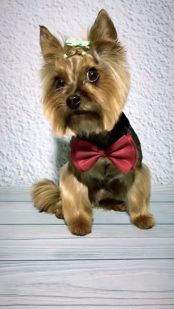 groomer.tih_bezam в LOOKY. #лайктайм💎💎💎,#грумертихорецк,#стрижкасобактихорецк,#студиязверскойкрасотытихорецк,#грумингтихорецк,#likes,#likesforlikes,#likebackteam,#likesreturned,#liker,#liketeam,#likeback,#like4likes,#like4tags,#likebackalways,#instalike,#instalikes,#likeall,#liking,#likealways,#liked,#likesfortags. •НЕ ЖАЛЕЙТЕ ЛАЙКОВ•�...