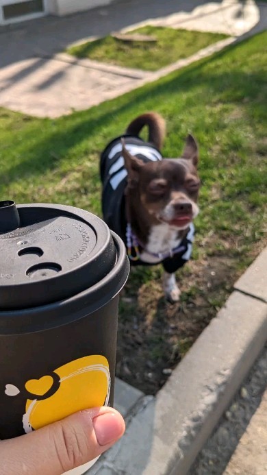 flywishes_ru2 в LOOKY. . Просто так) ❤️🐶