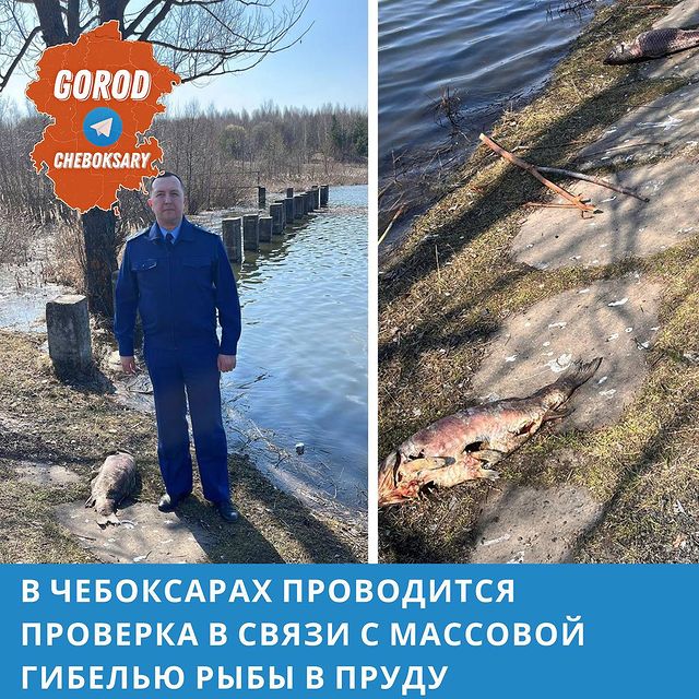 gorod.cheboksary в LOOKY. . Прокуратура Московск...