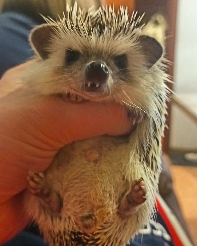 7calamus7 в LOOKY. #hedgehog,#pets,#cute,#animal,#animals,#animallover,#beautiful,#nature,#naturelover,#naturelovers,#natureshots,#photooftheday,#еж,#ёжики,#йожики,#forest,#forestphotography,#nature,#naturephotography,#forestlovers,#hedgehogsofinstagram,#home,#weekend,#igel. И вновь пробудилось ...