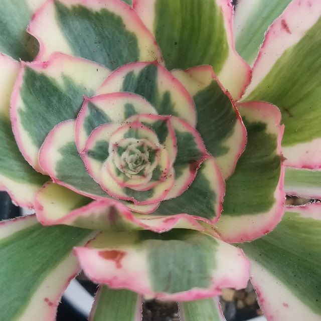 pautinka_club в LOOKY. #цветы,#растения#эониум,#aeonium,#flovers,#succulents#succulove,#pautinka. Эониум Посейдон
#цве...