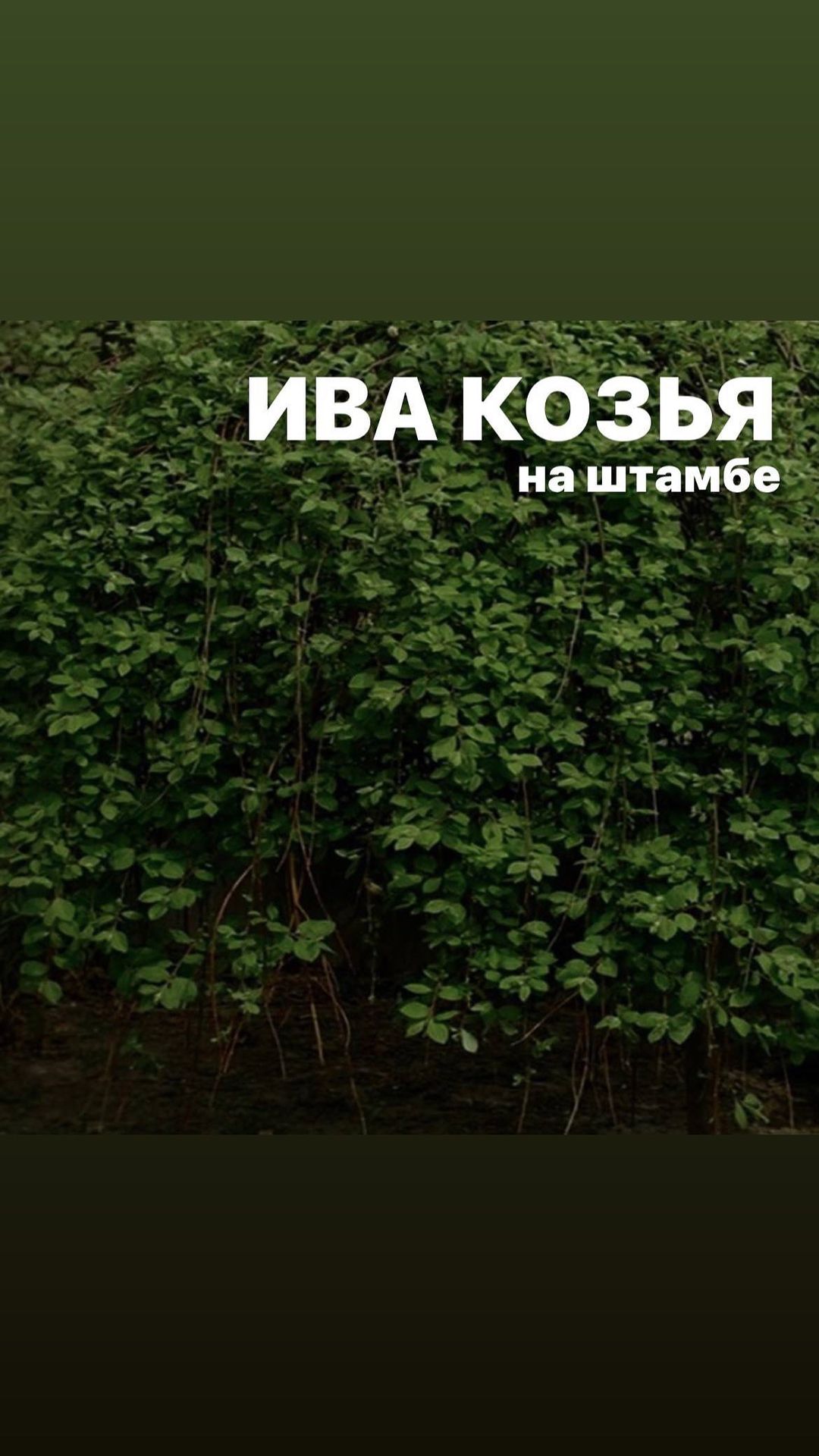 topalova.pro в LOOKY. . Ива козья на штамбе ...