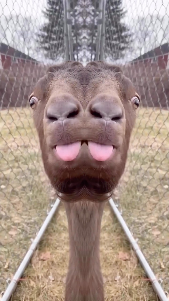 nikezapros.tj в LOOKY. . Баран 🐑🤣🤣🤣🤣
