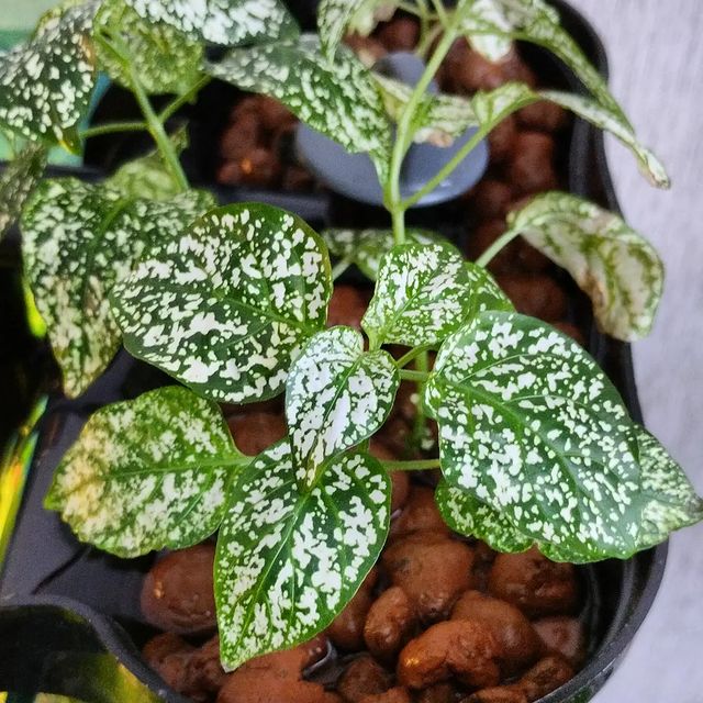 7calamus7 в LOOKY. #nature,#cute,#macro,#naturephotography,#photography,#instagood,#photooftheday,#pets,#petsofinstagram,#pet,#animal,#hobby,#nature,#naturelovers,#beautiful,#natureloversgallery,#aquarium,#aquariums,#aquariumhobby,#fittonia,#water,#фиттония,#plants. Сделал фитофильтр дл...