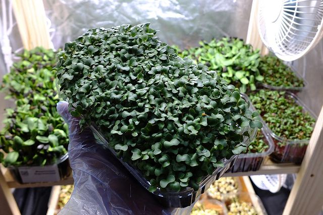 bob_homeland в LOOKY. #Микрозелень,#Брокколи,#экозелень,#DIYbio. 🌱 Микрозелень Брокк...